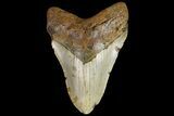 Fossil Megalodon Tooth - North Carolina #109779-2